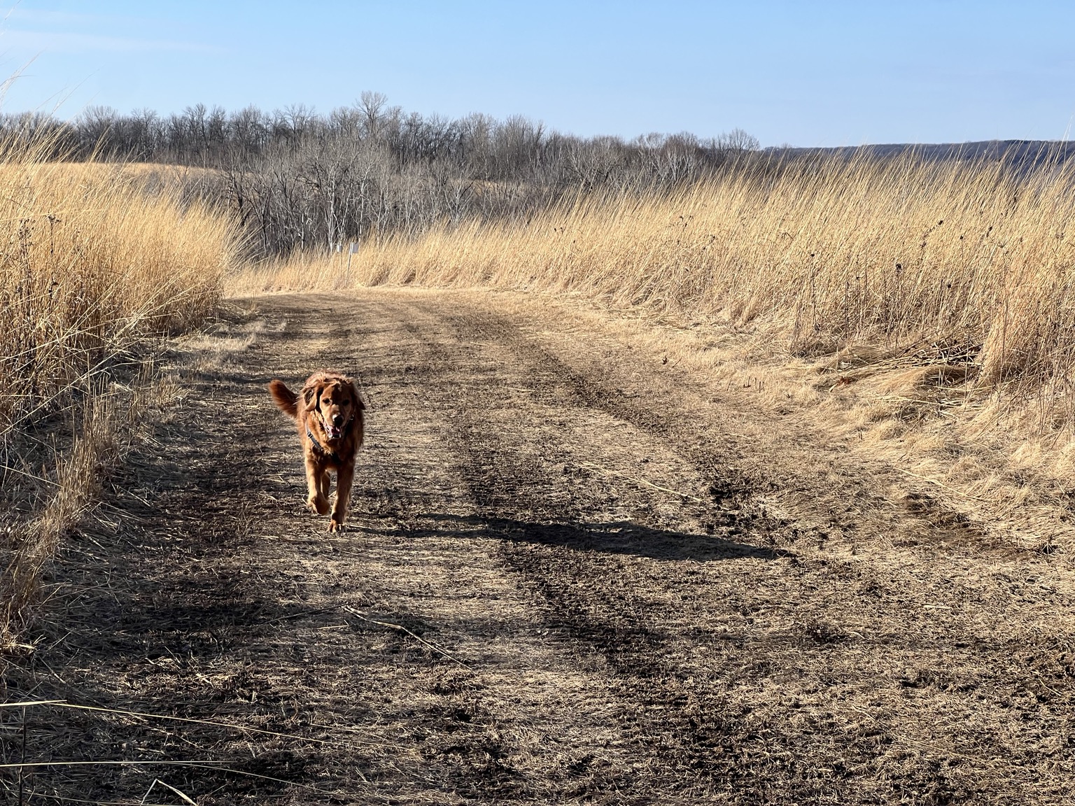 A golden retriever running down a prairie path